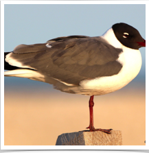 Laughing Gull - Perched Laughing Gull - Perched